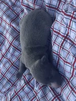 Judd, a male Italian Greyhound for sale in Norwood, MO – 4 of 9