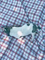 “Benji”, a male Italian Greyhound for sale in Norwood, MO – 8 of 10