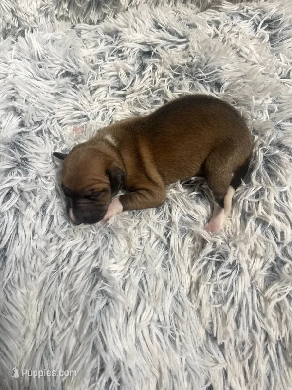 Sally – Italian Greyhound puppy for sale in Norwood, MO