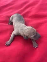 Ariel, a female Italian Greyhound for sale in Norwood, MO – 4 of 5