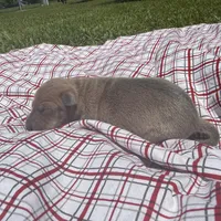 Jaxson, a male Italian Greyhound for sale in Norwood, MO – 8 of 8