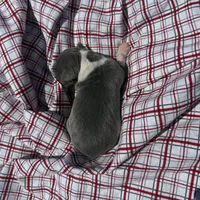 Opie, a male Italian Greyhound for sale in Norwood, MO – 5 of 5