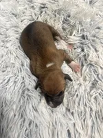 Sally, a female Italian Greyhound for sale in Norwood, MO – 4 of 7