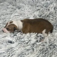 “Ally”, a female Italian Greyhound for sale in Norwood, MO – Photo 4 of 8