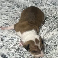 “Ally”, a female Italian Greyhound for sale in Norwood, MO – Photo 2 of 8