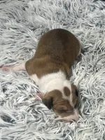 processed/a57ee935-70d6-4347-a04a-67e8d80a004c/listing/37e0ffbe-c9ba-4cb6-b5f5-989614b06c34/37c50417-6bdd-43ec-bb85-9d71926341e9