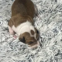 “Ally”, a female Italian Greyhound for sale in Norwood, MO – Photo 3 of 8