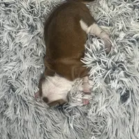 “Ally”, a female Italian Greyhound for sale in Norwood, MO – Photo 5 of 8