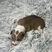 “Ally”, a female Italian Greyhound for sale in Norwood, MO – Photo 1 of 8