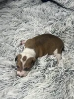 processed/a57ee935-70d6-4347-a04a-67e8d80a004c/listing/37e0ffbe-c9ba-4cb6-b5f5-989614b06c34/8f272460-af7f-4471-9dc3-c7474f336444