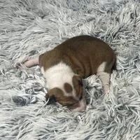 “Ally”, a female Italian Greyhound for sale in Norwood, MO – Photo 8 of 8