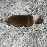 “Ally”, a female Italian Greyhound for sale in Norwood, MO – Photo 7 of 8