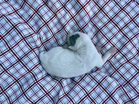 “Lilly”, a female Italian Greyhound for sale in Norwood, MO – 1 of 7