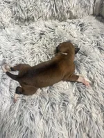 Sally, a female Italian Greyhound for sale in Norwood, MO – 5 of 7