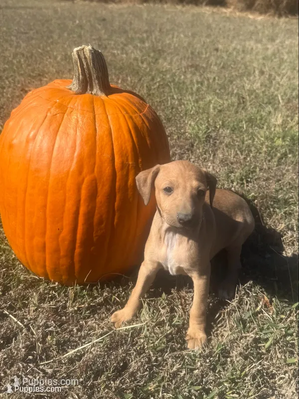 Ariel – Italian Greyhound puppy for sale in Norwood, MO