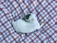 “Lilly”, a female Italian Greyhound for sale in Norwood, MO – 7 of 7