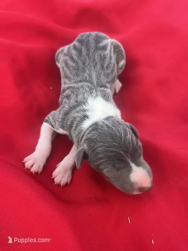 Zeus – Italian Greyhound puppy for sale in Norwood, MO