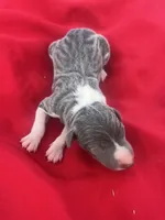 Zeus, a male Italian Greyhound for sale in Norwood, MO – 1 of 6