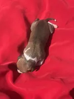 Josie, a female Italian Greyhound for sale in Norwood, MO – 6 of 6
