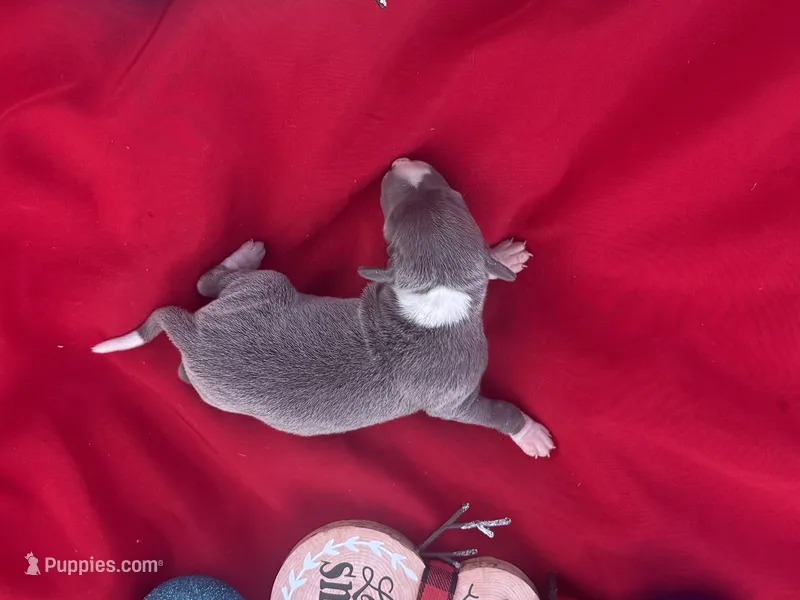 Jed – Italian Greyhound puppy for sale in Norwood, MO