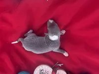 Jed, a male Italian Greyhound for sale in Norwood, MO – 1 of 10