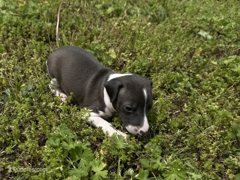 “Timmy” – Italian Greyhound puppy on hold in Norwood, MO