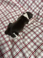 “Timmy”, a male Italian Greyhound for sale in Norwood, MO – Photo 4 of 9