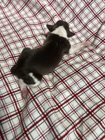 “Timmy”, a male Italian Greyhound for sale in Norwood, MO – Photo 6 of 9