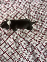 “Timmy”, a male Italian Greyhound for sale in Norwood, MO – Photo 9 of 9