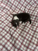 “Timmy”, a male Italian Greyhound for sale in Norwood, MO – Photo 8 of 9