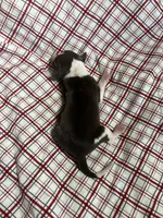 “Timmy”, a male Italian Greyhound for sale in Norwood, MO – Photo 7 of 9