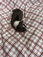 “Timmy”, a male Italian Greyhound for sale in Norwood, MO – Photo 3 of 9