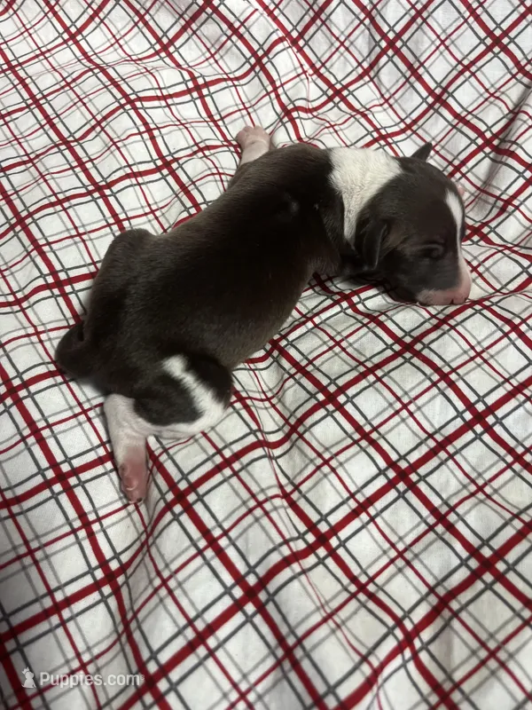 “Timmy” – Italian Greyhound puppy for sale in Norwood, MO