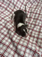 “Timmy”, a male Italian Greyhound for sale in Norwood, MO – Photo 2 of 9