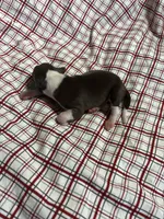 “Timmy”, a male Italian Greyhound for sale in Norwood, MO – Photo 5 of 9