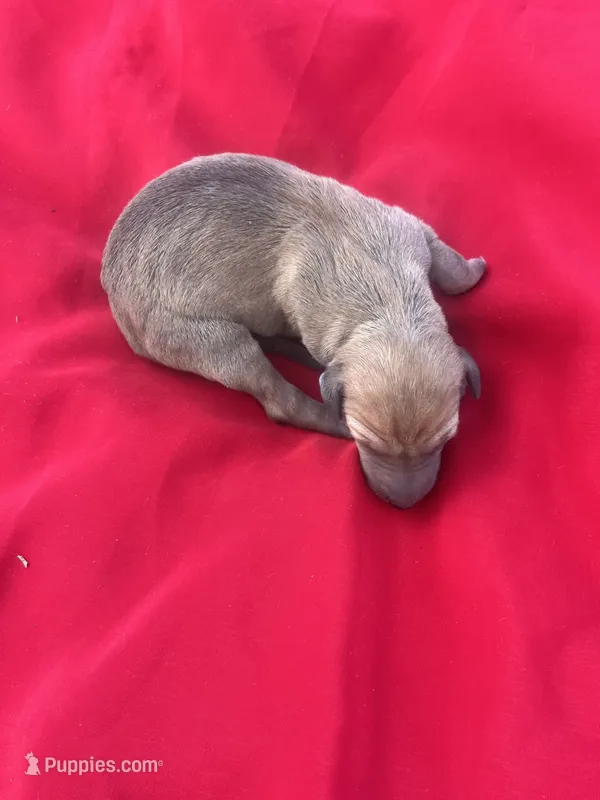 Ariel – Italian Greyhound puppy for sale in Norwood, MO