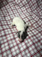 processed/a57ee935-70d6-4347-a04a-67e8d80a004c/listing/43967541-daf6-4fb1-ae9a-f35c5c9b5d7f/073a3791-201b-4c8e-b1cf-93be96ad1123