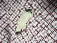 processed/a57ee935-70d6-4347-a04a-67e8d80a004c/listing/43967541-daf6-4fb1-ae9a-f35c5c9b5d7f/742cf880-ebb7-4595-a795-3f6287bc6253