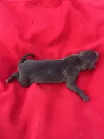 Paulie, a male Italian Greyhound for sale in Norwood, MO – 5 of 5