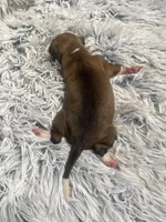 Sally, a female Italian Greyhound for sale in Norwood, MO – 3 of 7
