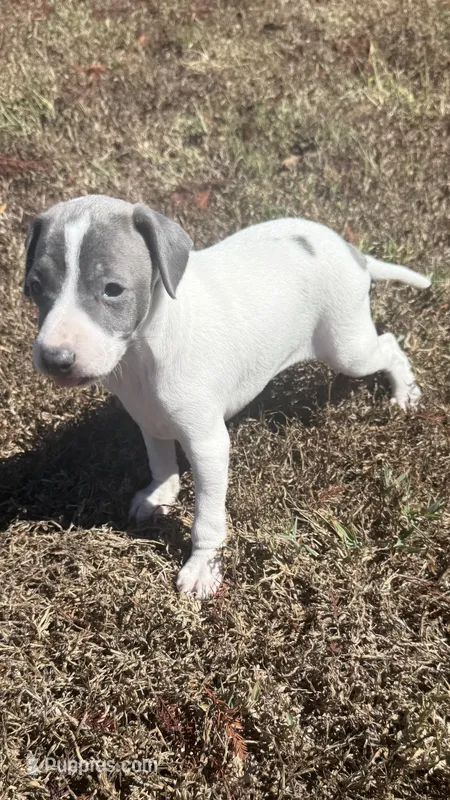 Tuck – Italian Greyhound puppy for sale in Norwood, MO