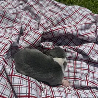 Opie, a male Italian Greyhound for sale in Norwood, MO – 4 of 5