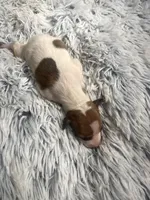 Frankie, a male Italian Greyhound for sale in Norwood, MO – 7 of 8