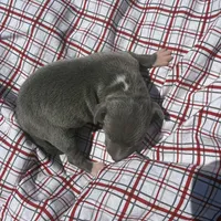 Paulie, a male Italian Greyhound for sale in Norwood, MO – 3 of 6