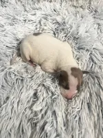 Howie, a male Italian Greyhound for sale in Norwood, MO – 7 of 7