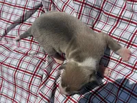 Gage, a male Italian Greyhound for sale in Norwood, MO – 5 of 9