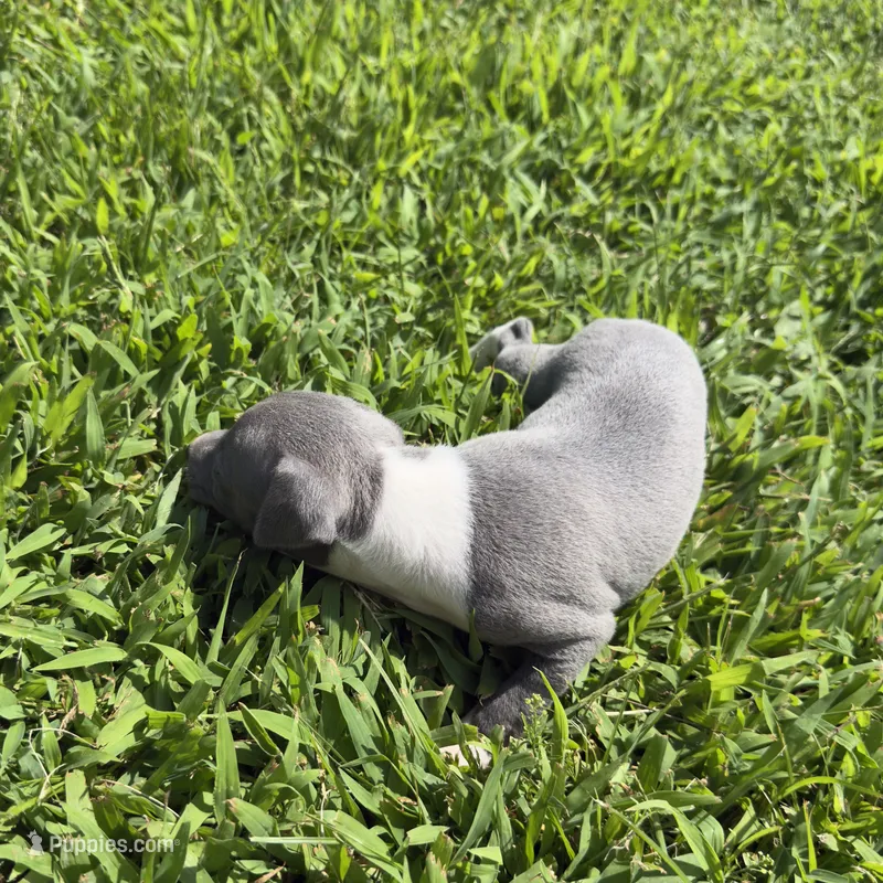 Opie – Italian Greyhound puppy for sale in Norwood, MO