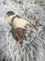 Benji, a male Italian Greyhound for sale in Norwood, MO – 4 of 8