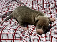 Gage, a male Italian Greyhound for sale in Norwood, MO – 9 of 9