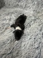 “ Jax ”, a male Italian Greyhound for sale in Norwood, MO – Photo 8 of 8